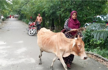 চাকরি হারালেন কিস্তির টাকা না পেয়ে গরু নিয়ে যাওয়া এনজিওকর্মী