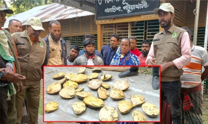 নারীর ব্যাগে ছিল বিরল ২৬ প্রজাতির কচ্ছপ