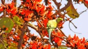 In Bangladesh, the season of spring means the sound of new life.