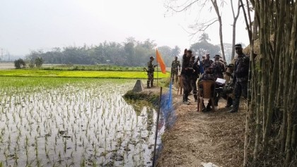 ব্রাহ্মণবাড়িয়ার আখাউড়া সীমান্তে সীমান্তে কৃষকের সবজি ও ধানের চারা কেটে দিয়েছে বিএসএফ